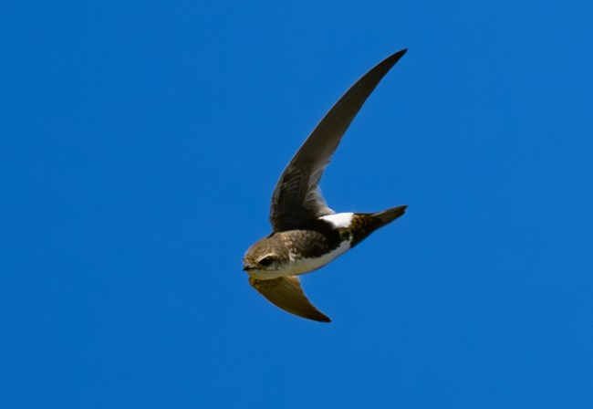 a dark-colored bird with long, narrow wings, a white belly, and a small bill in mid-flight