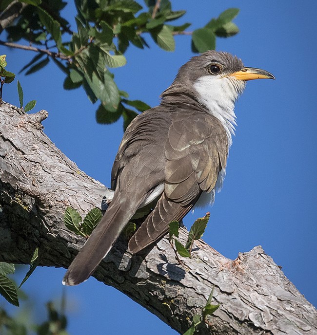 a reddish brown bird with a a white throat, long tail, and a yellow, curved bill perched in a tree