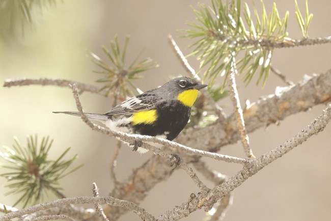 a small gray and white bird with a yellow throat, yellow patches under its wings, and extensive black on its belly
