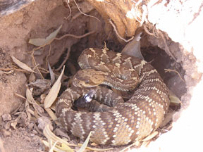 Black-tail Rattlesnake Black-tail Rattlesnake