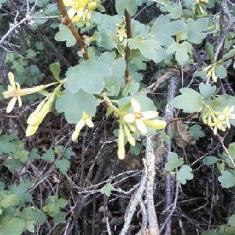 A Golden Currant flowering in March on the trail at Montezuma Well