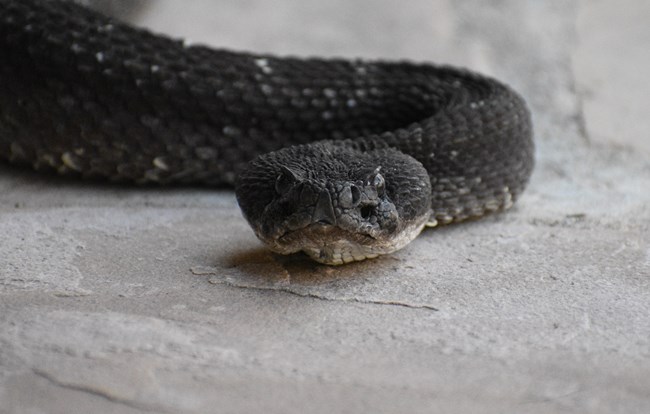 Arizona Black Rattlesnake