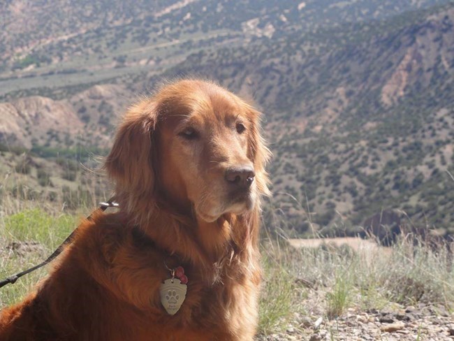 A picture of a Bark Ranger