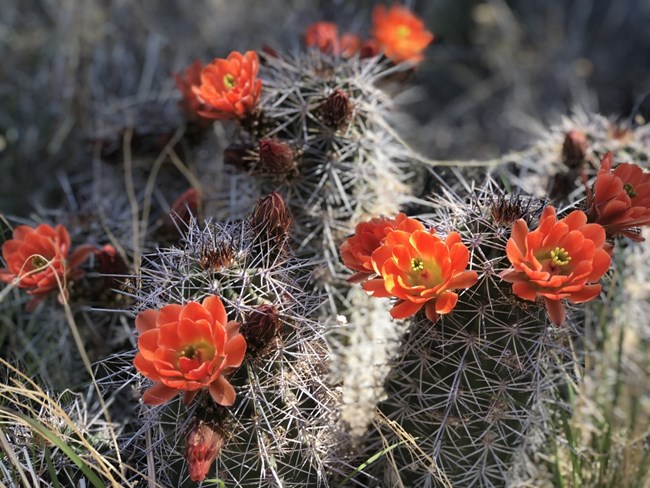 Hedgehog Cactus in bloom