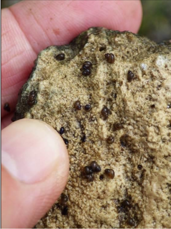 a person holding a light-colored rock dotted with dozens of dark brown snails with spiraling shells. Their shells are only a few millimeters long.
