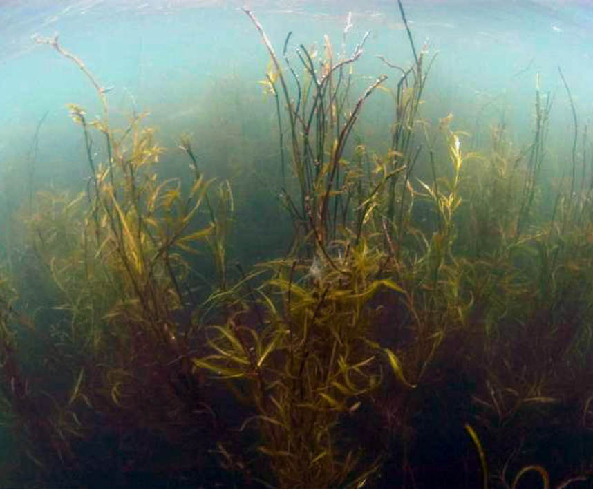 A picture of Pondweed