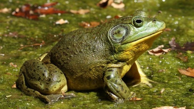 american bulllfrog