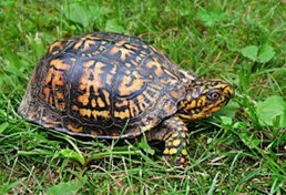 box turtle