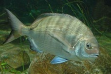 bream