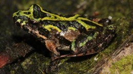 cricket frog
