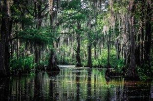 cypress tree