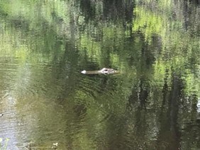 American Alligator