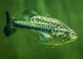 largemouth bass