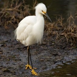 snowy egret