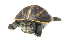 striped mud turtle