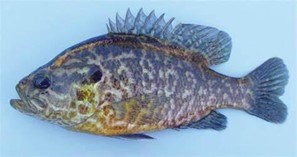 Warmouth fish
