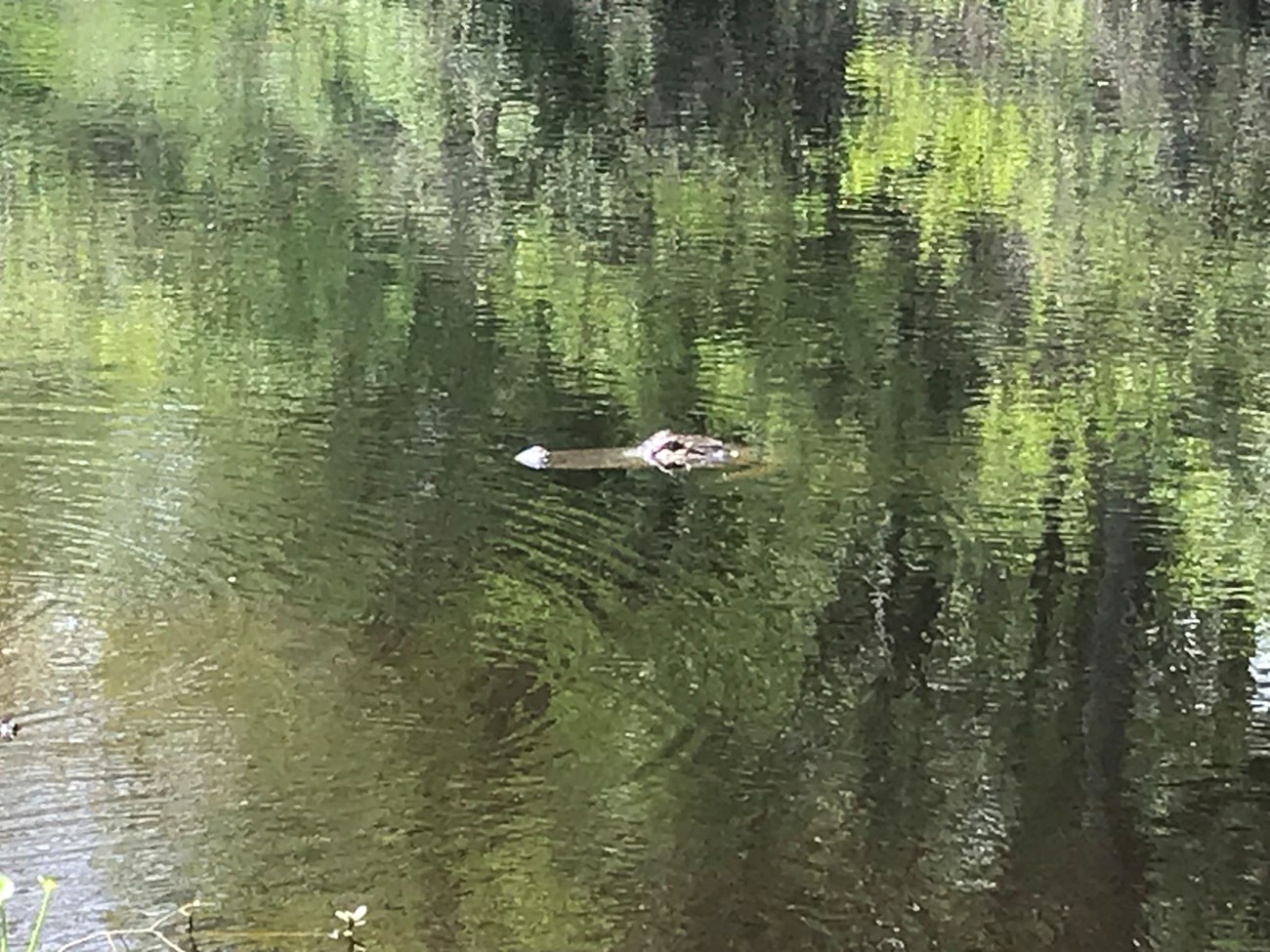 Gator floating in water