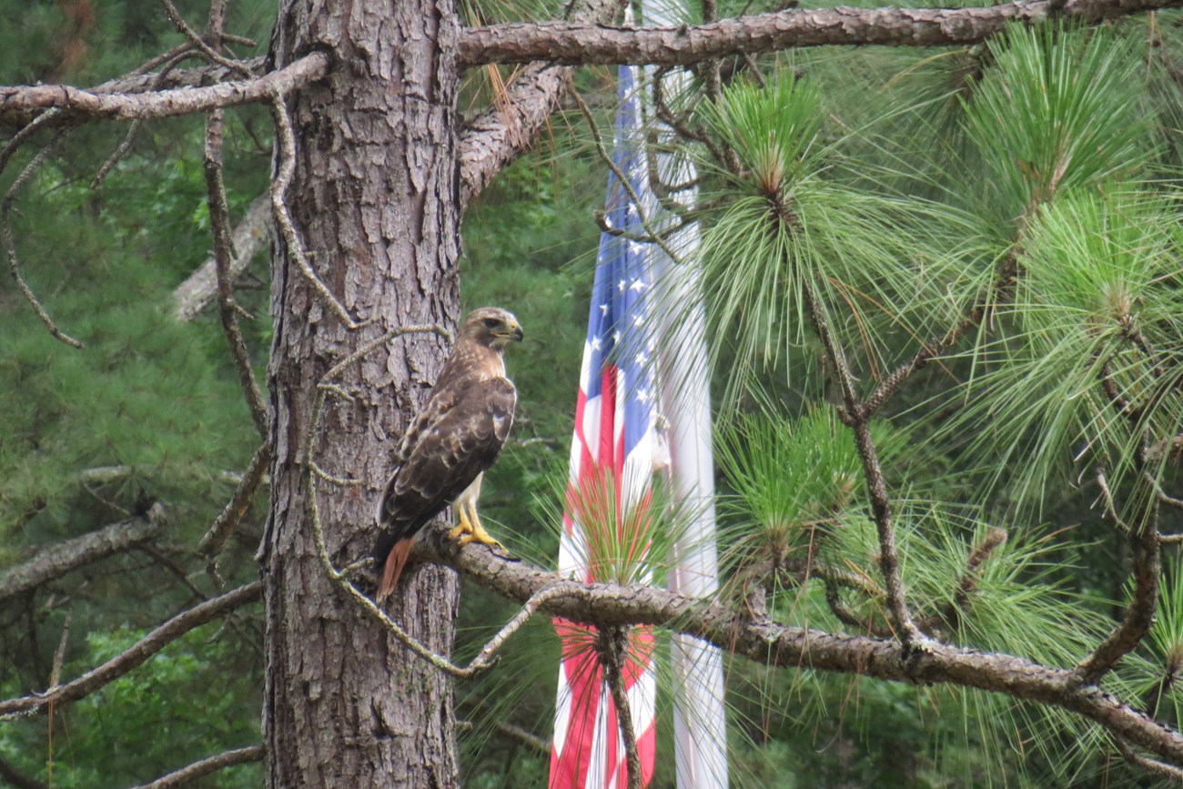 Redtail hawk perched on brank flag in background.