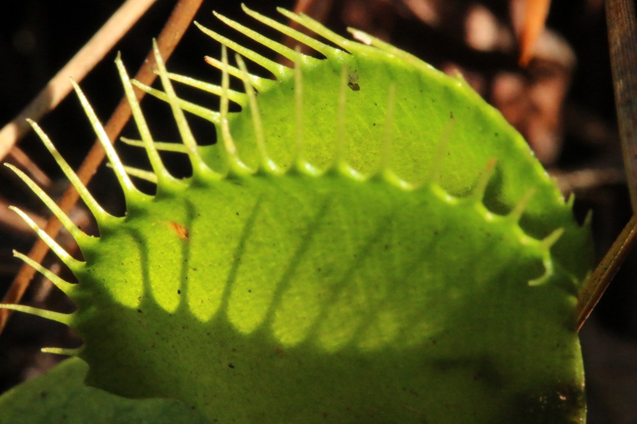 Venus Fly Trap