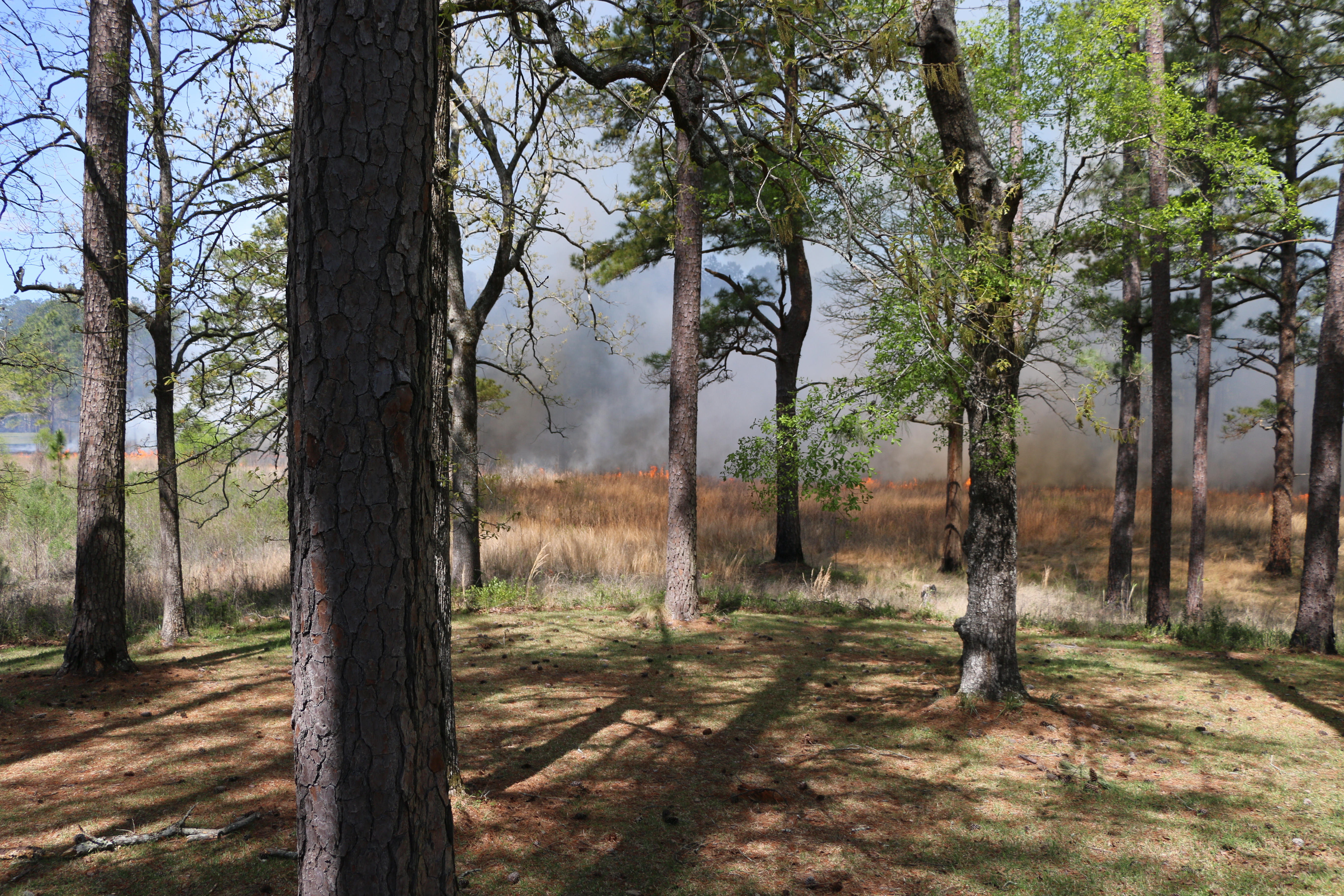 Pine trees with controlled burn in background
