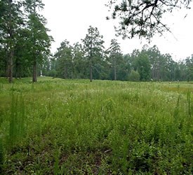 Wet Pine Savanna Wet Pine Savanna