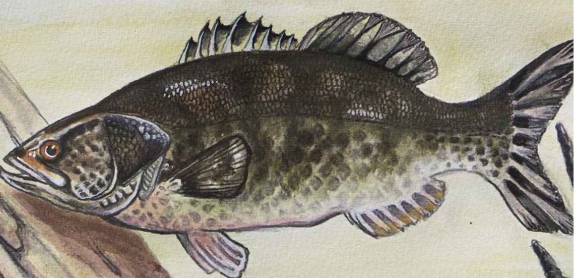 painting of a large mouth bass
