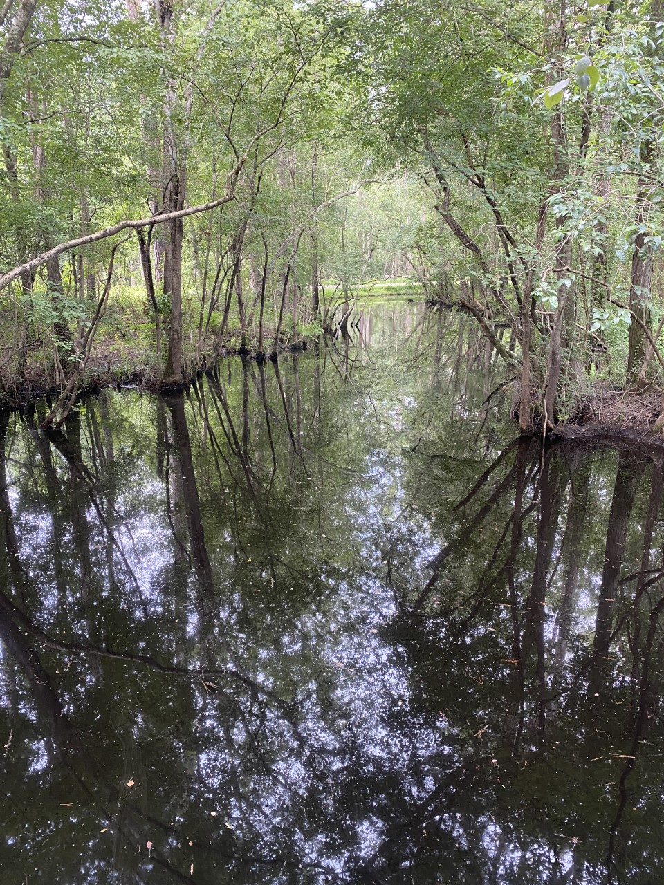 Nature - Moores Creek National Battlefield (U.S. National Park