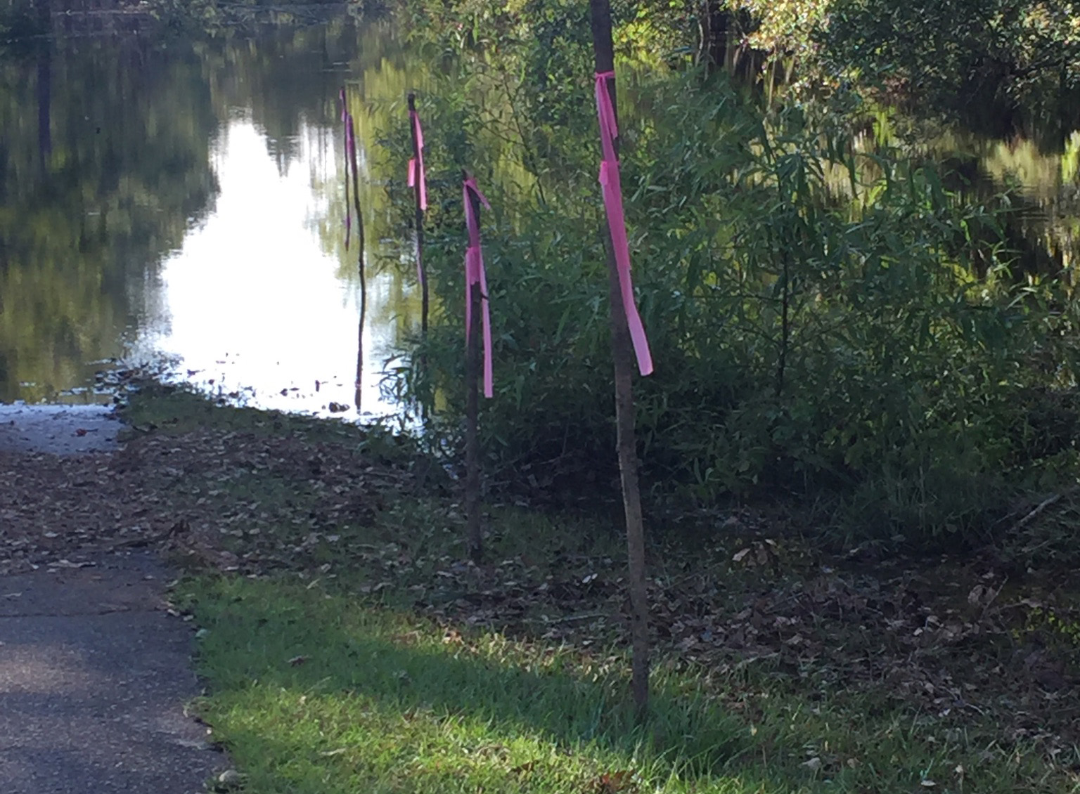 A line of wooden stakes marks the high watermark of flood waters across a footpath in an wooden area. A line of wooden stakes marks the high watermark of flood waters across a footpath in an wooden area.