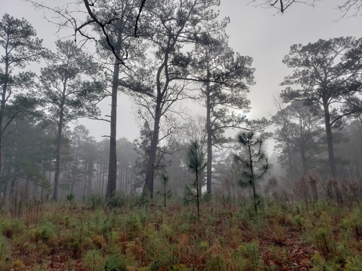 Pine Restoration Area