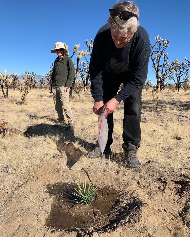 Two people stand outside in a burned area next to a joshua tree seedling, and one persona is watering the seedling with a plastic container