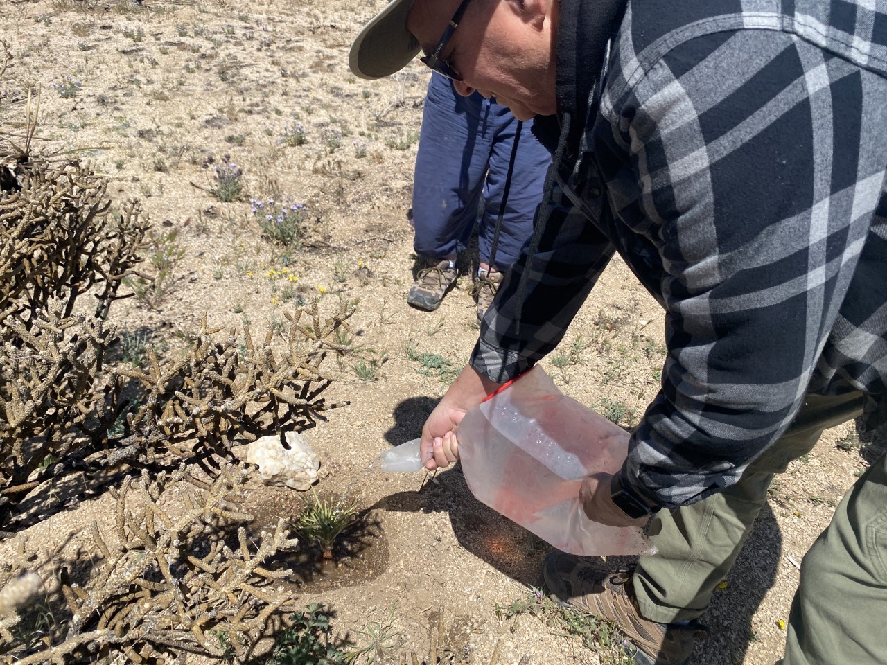 a person waters a Joshua tree sapling
