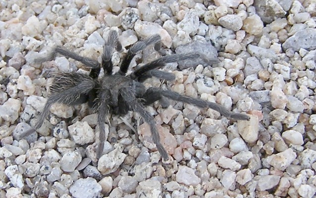 Tarantula Spider Tarantula Spider