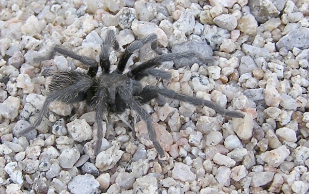 Tarantula Spider