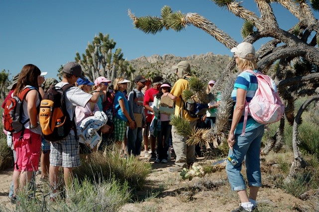 Students in Joshua tree forest Students in Joshua tree forest