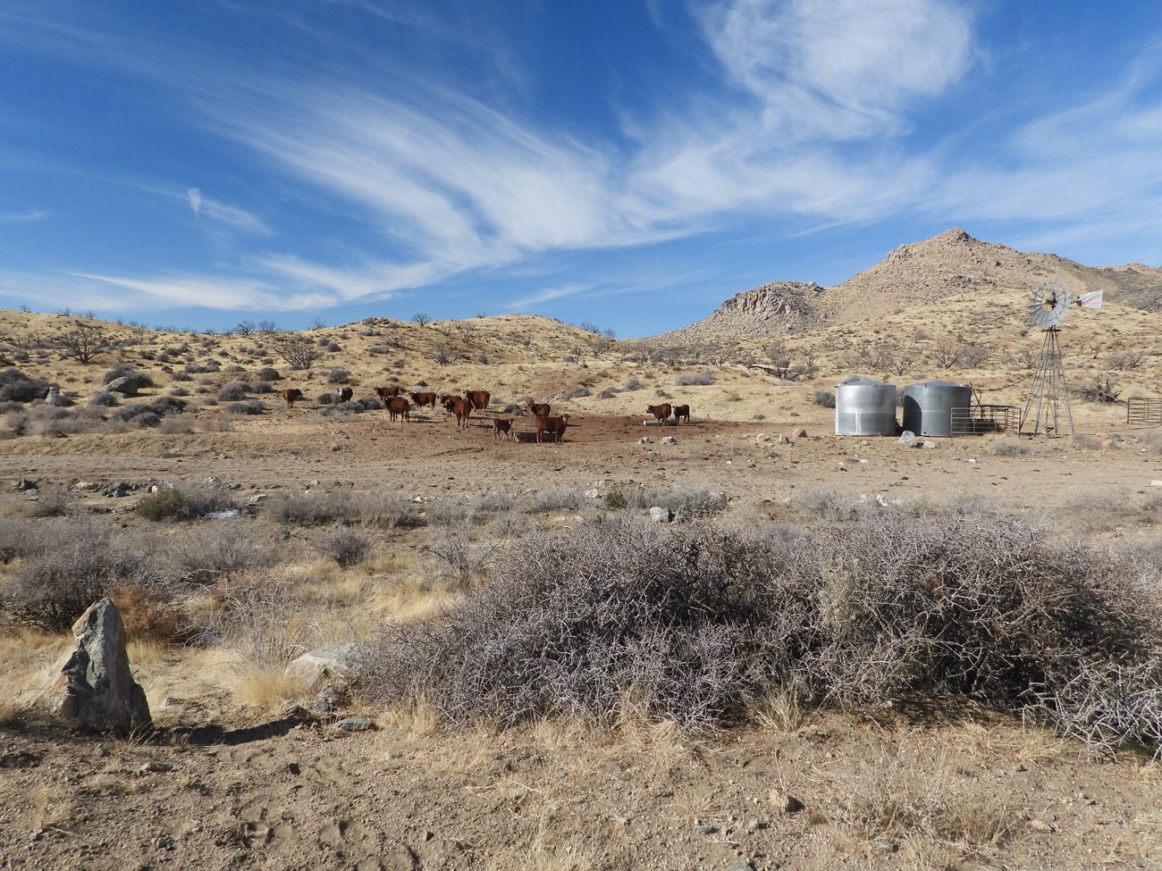 cattle and windmill in the desert