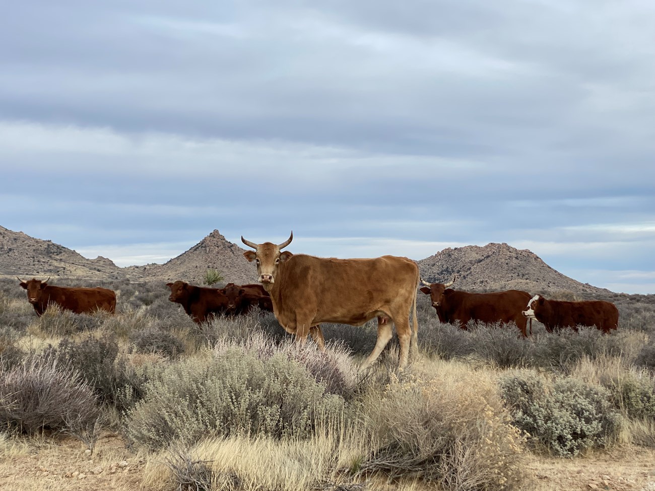 a herd of cattle in the desert