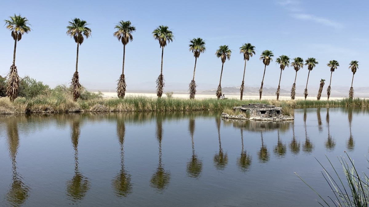 palm trees around a desert lake