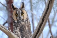 Long-eared Owl Long-eared Owl