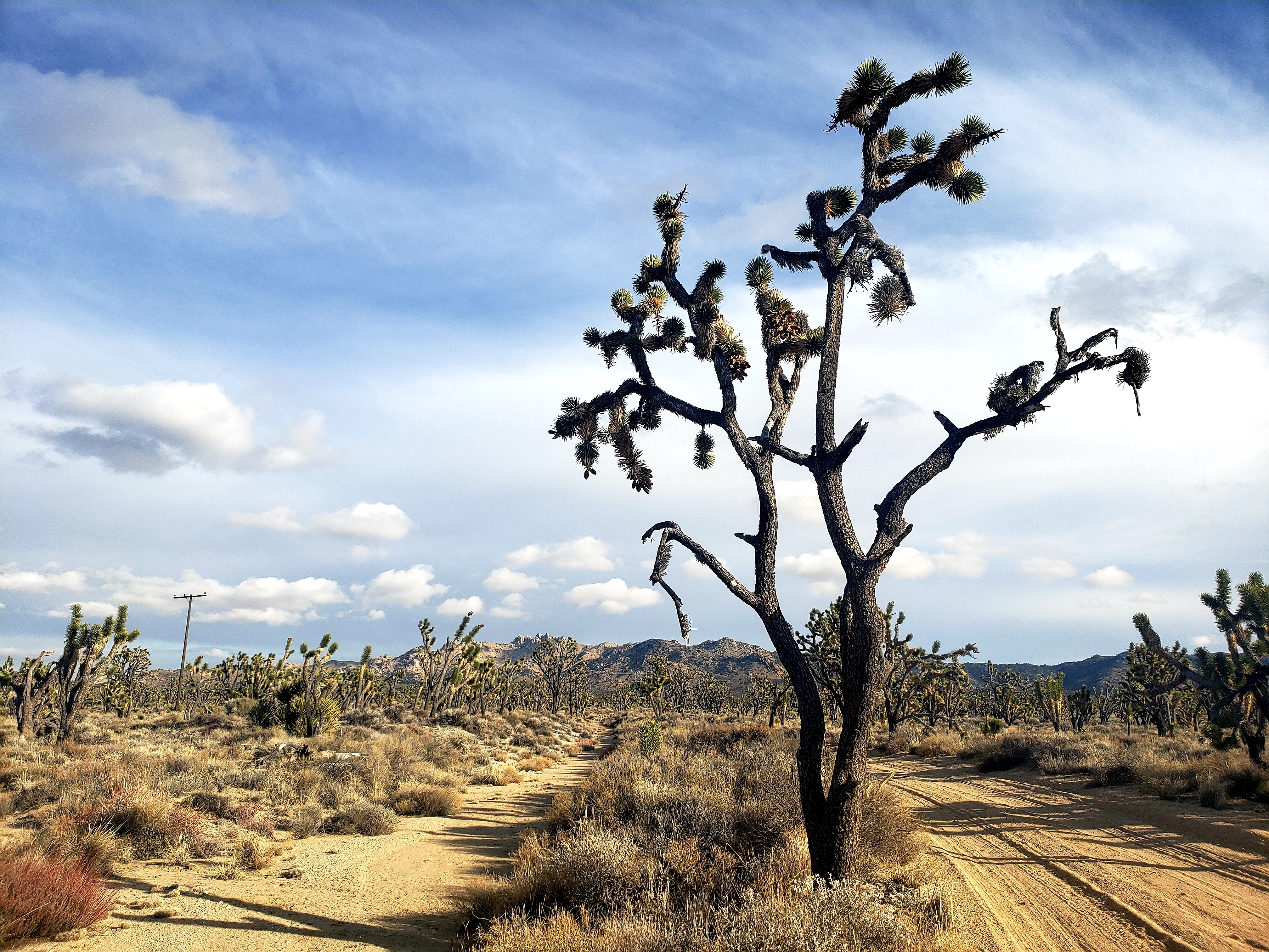 mojave desert fauna