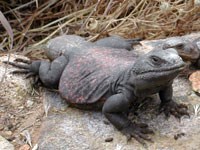 photo of chuckwalla