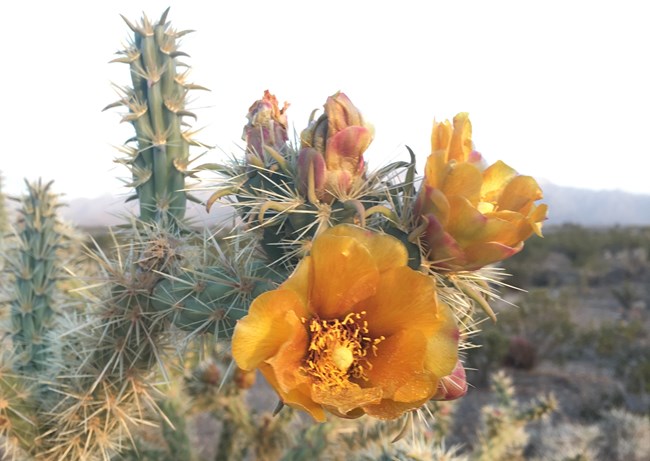 Cholla cactus in bloom