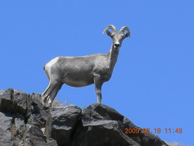 Bighorn Sheep