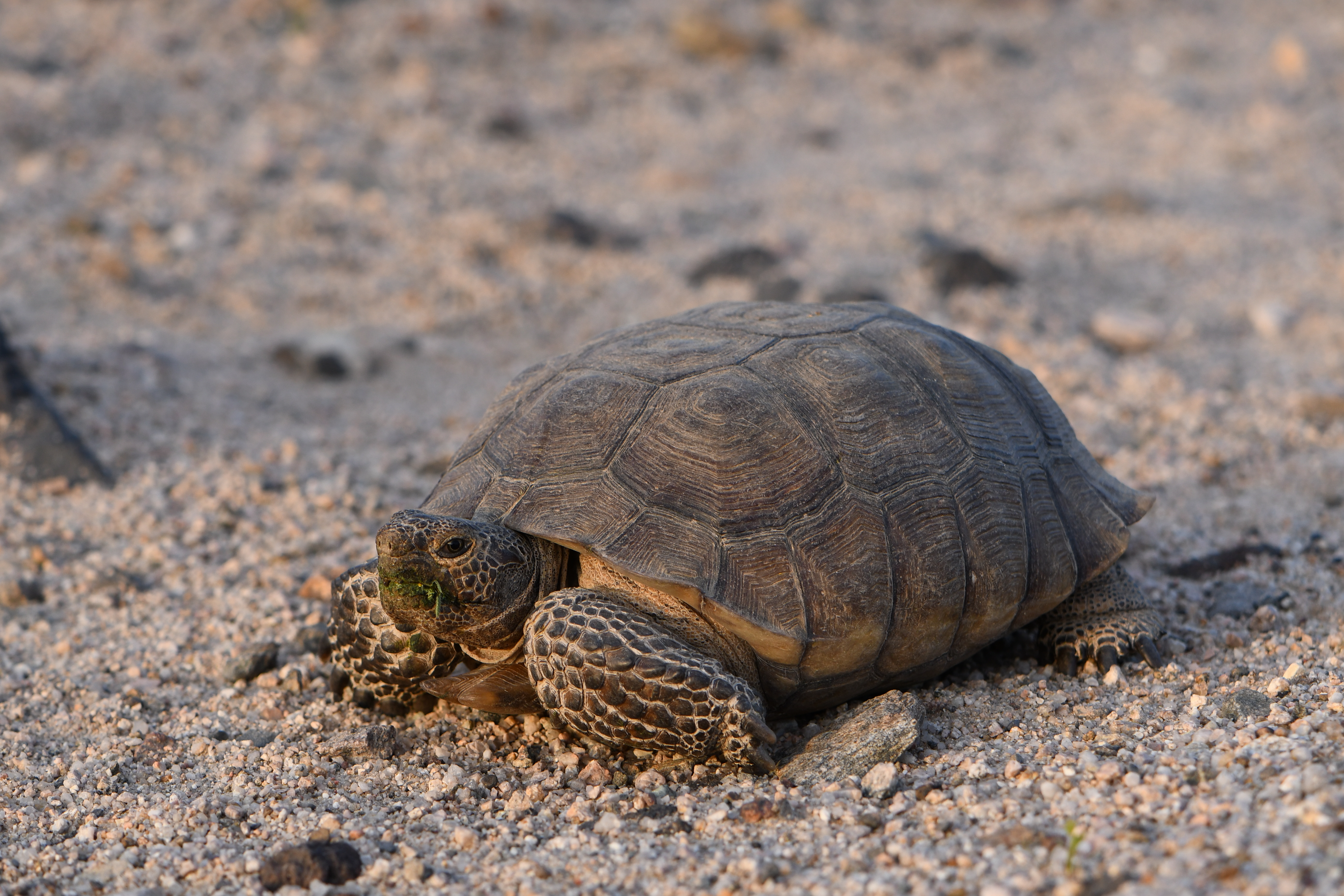 mojave desert fauna