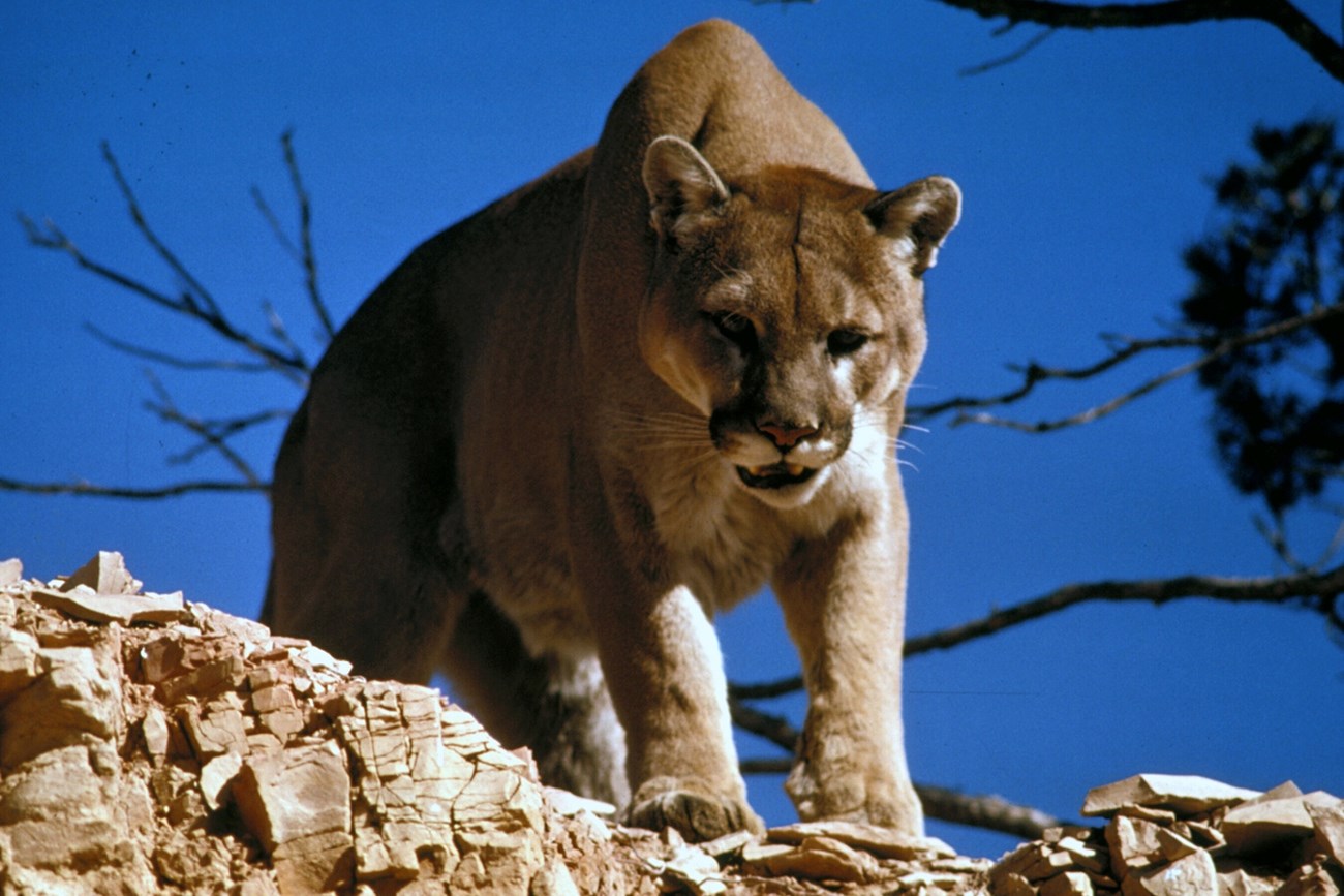 Mountain Lion on a rocky hill