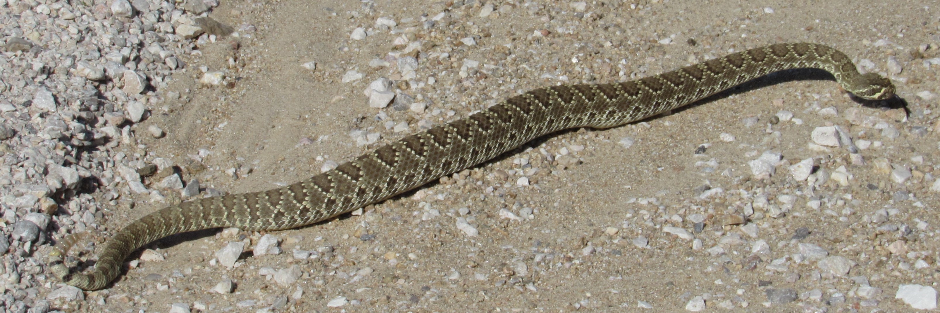 Desert Snakes