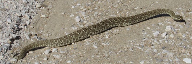 Mojave Green Rattlesnake crossing a gravel road.