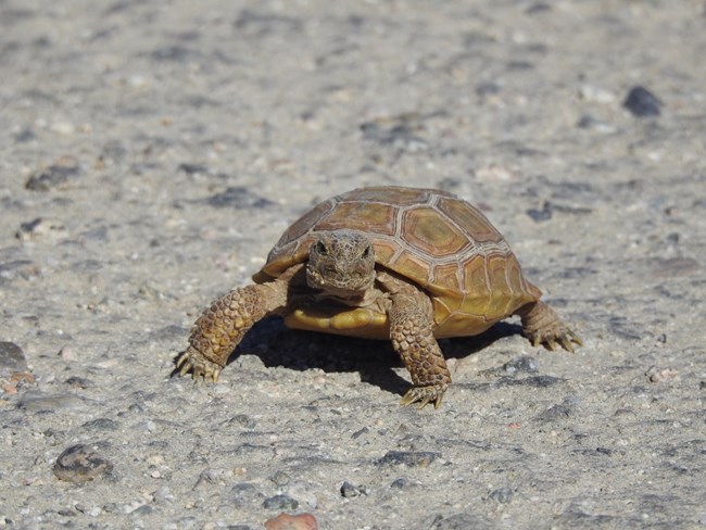 A very small tortoise stares at the camera. It is on pavement.