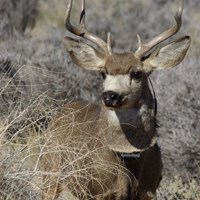 Mule deer buck with radio collar