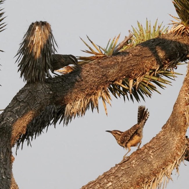 Cactus wrens