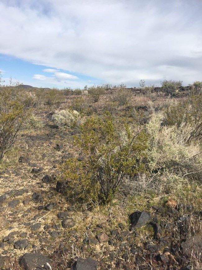 Creosote Shrub